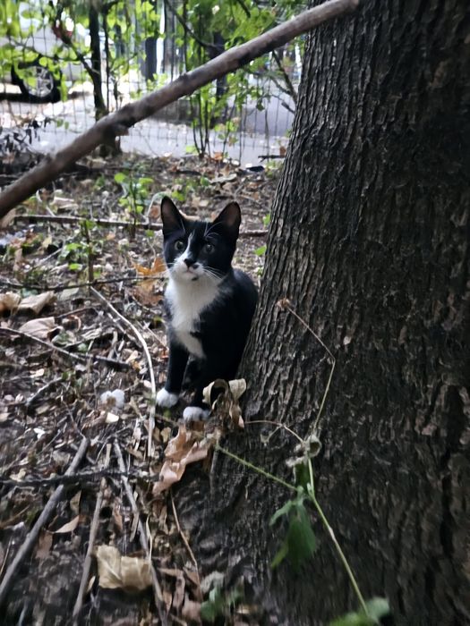Pisicutza Tuxedo spre adoptie, 4 luni , baietzel