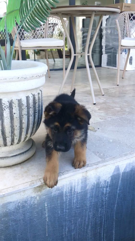 Pui ciobanesc german
