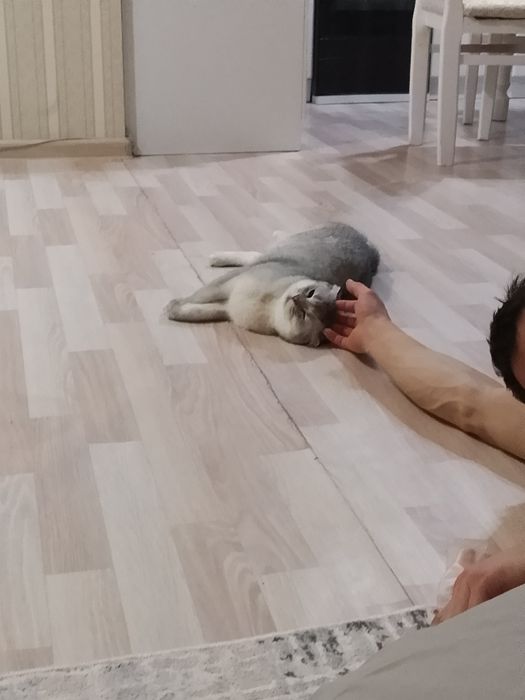 Шотландская вислоуха