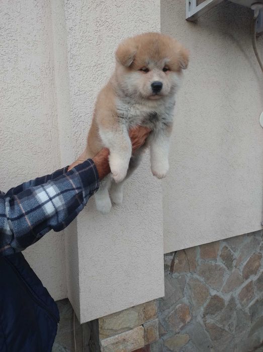 Продавам кученца акита ину