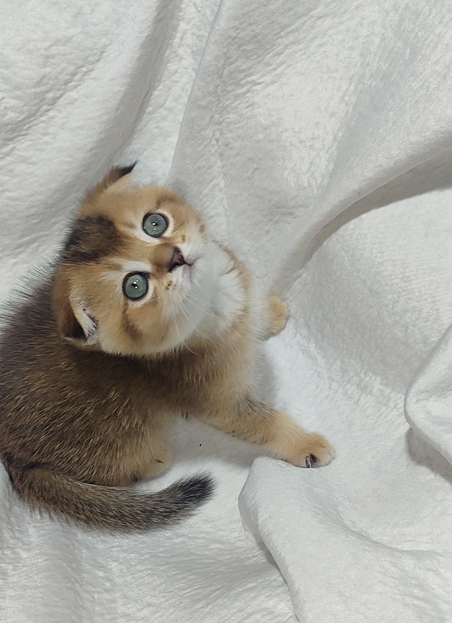 Скотиш фолд золотая шиншилла