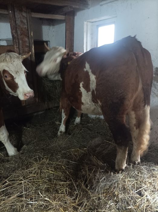 Vând 3 junici  bune