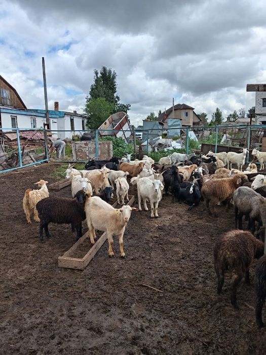 Продам коз  и теке