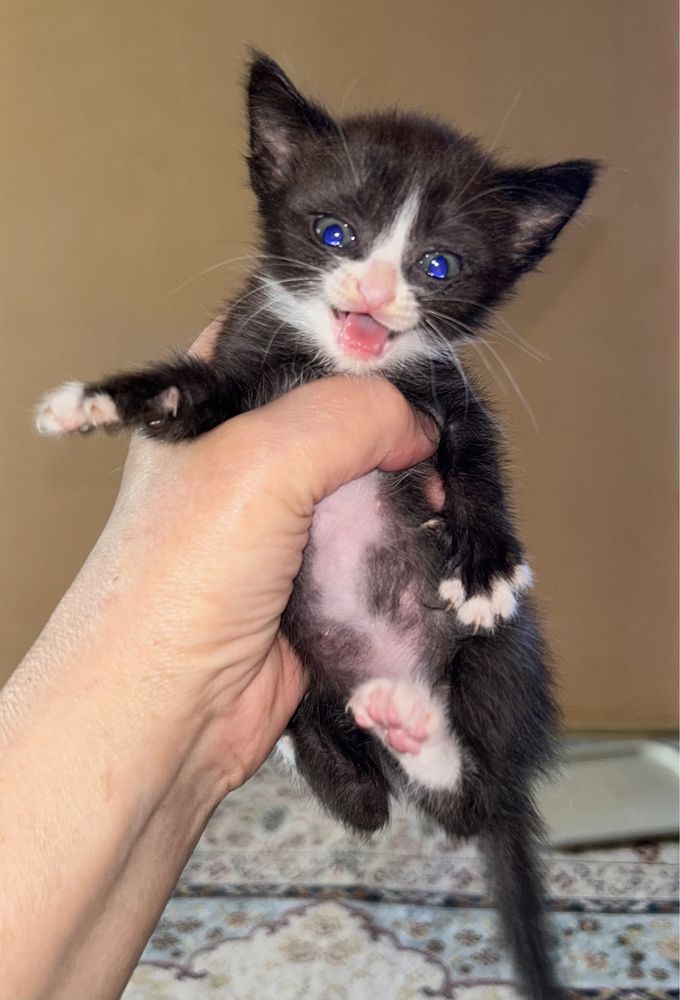 Бесплатно котята
