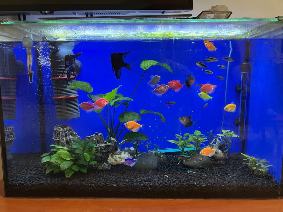 Аквариум оборудван 80 литра