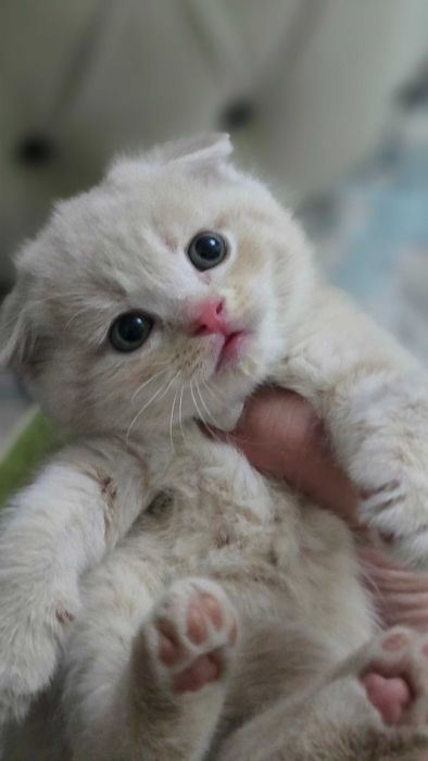 Продаются котята