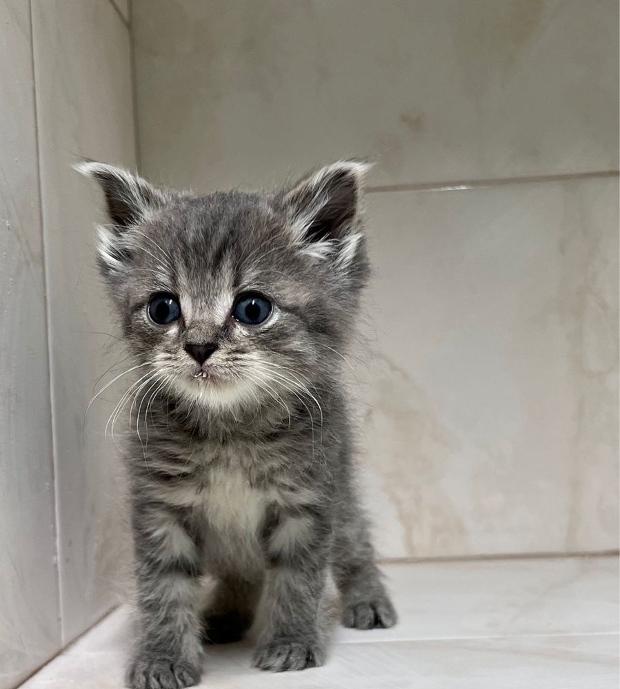 Иргивые котята в поиске дома