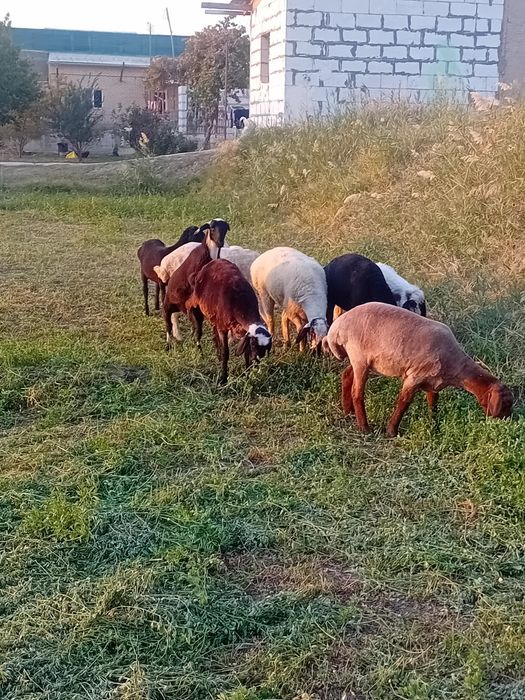 Bug'o'z ekkizak tug'adigan quylar va baralar sotiladi