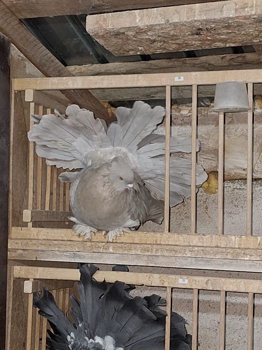 Indieni Voltați indieni