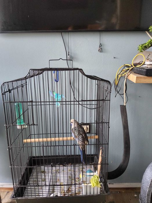 Папагал пенантова розела