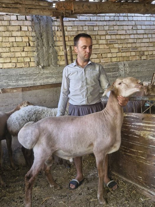 Arashan qoylari sotiladi