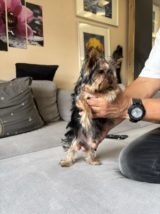 Йоркширски териери