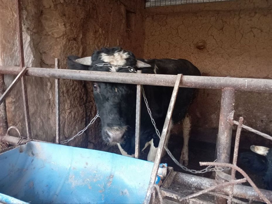 Buqa sotiladi yoshi 1,6 oyli