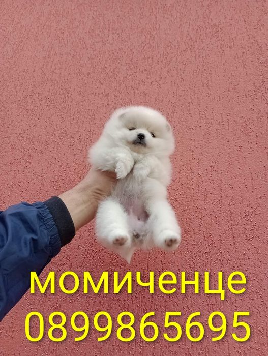 Женски Померани !