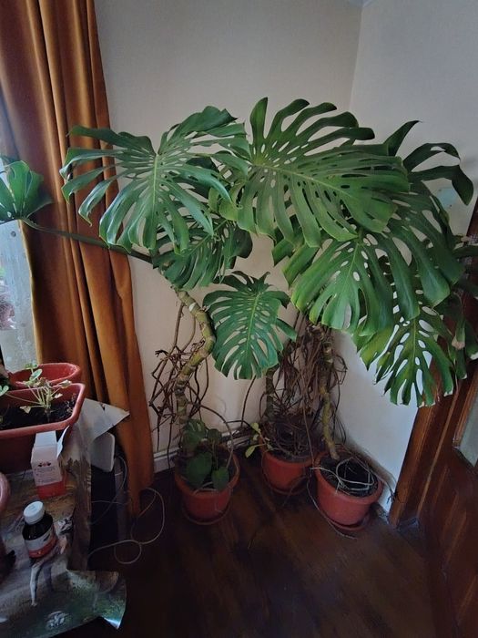 Filodendron  3 BUCATI