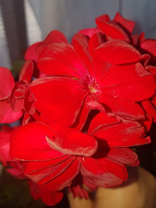 Пеларгония сербская