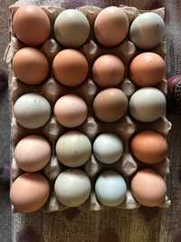 Ouă incubat, pui 1 zi, 3 săptămâni vaccinați,  Aurakana, Australorp
