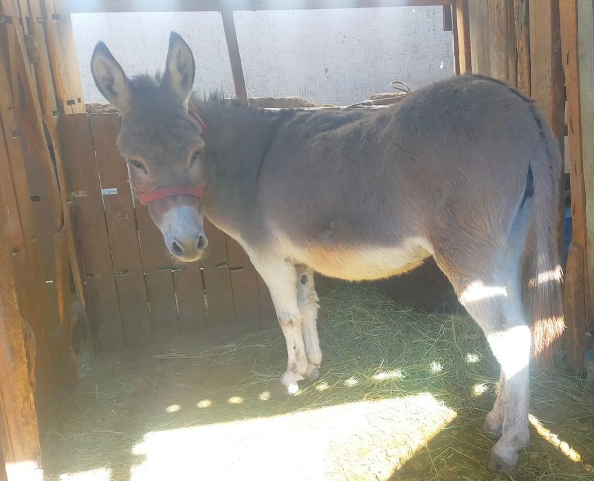 Продам хорошую ослицу