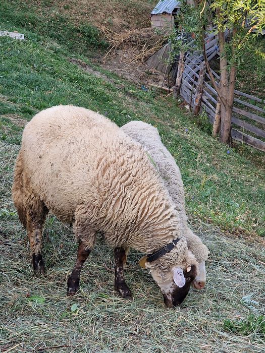 Vând un cârlan de anul ăsta sau schimb.