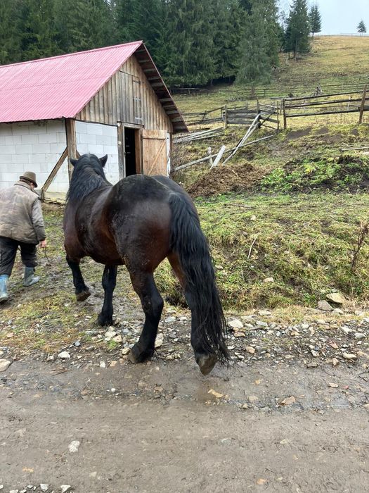 Mânz frumos de vanzare