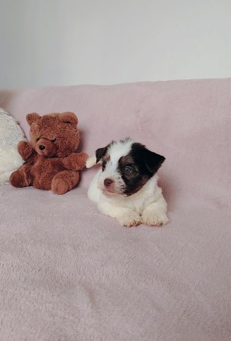 Йоркширски териер, бивер