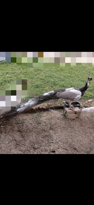 Пауни Арлекин опал