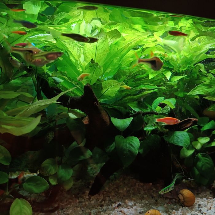 Acvariu complet echipat