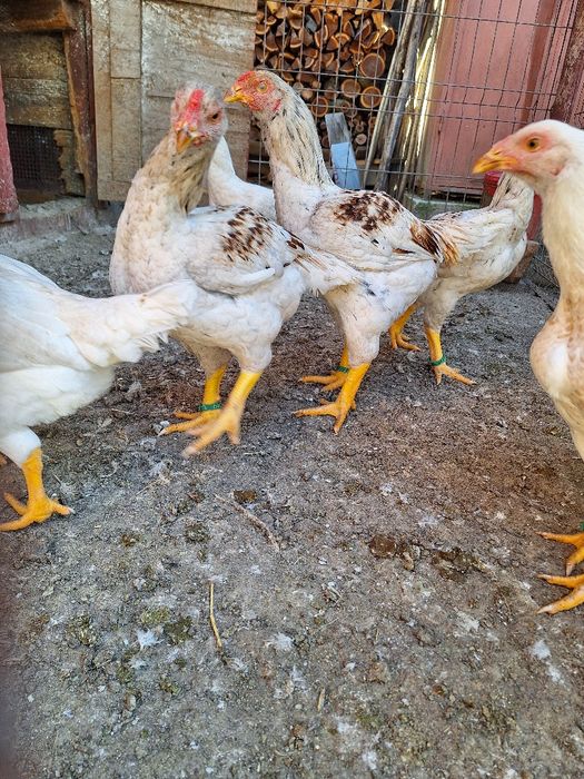 Combatant indian urias