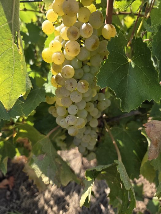 Vând struguri de vin productie 2025