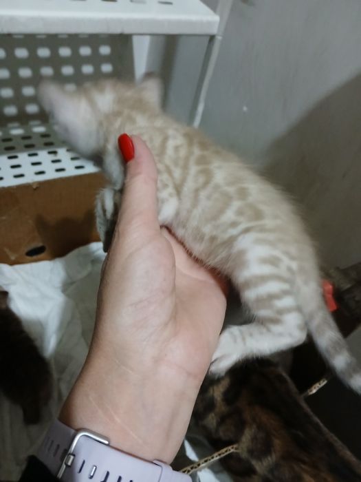 Бенгальские  котята