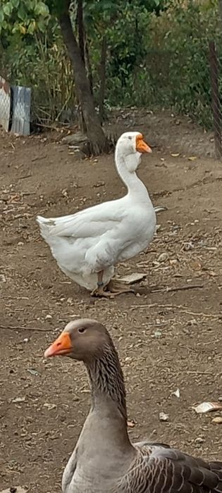 Pereche holmogor de vanzare