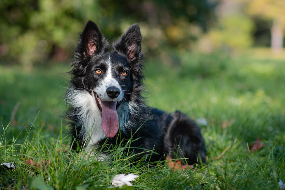 Кучешка Фотосесия