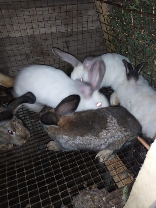 Кролики породы фландер продажа