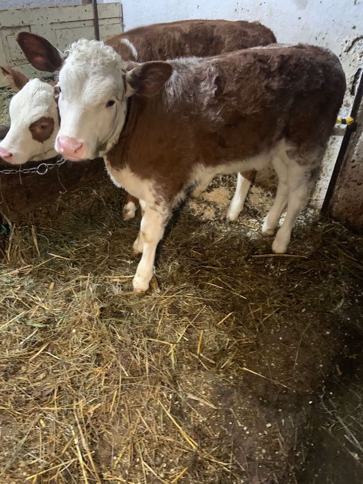 Vând vitele de două luni