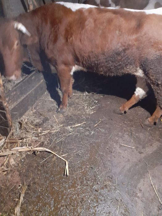 Vand vaca de taiat sau tinut