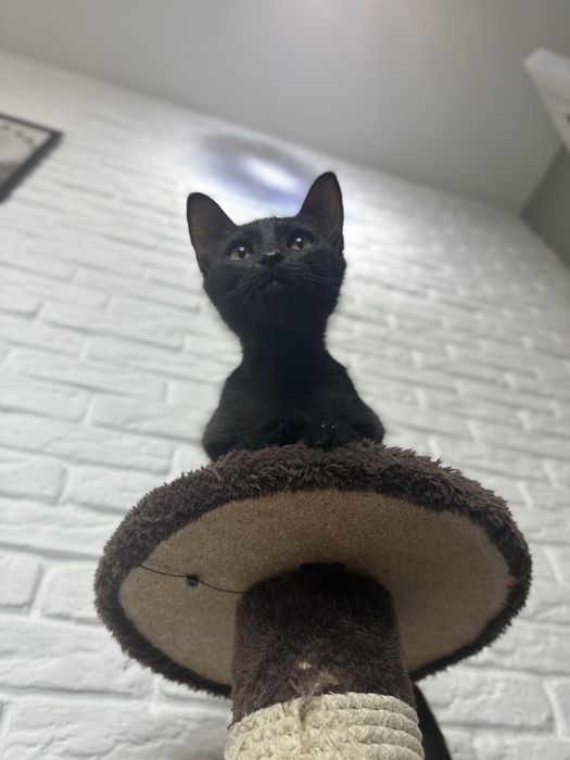 Котенок 3 месяца