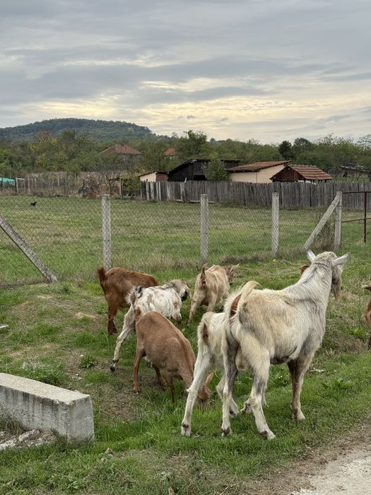 Vand 9 capre si țap
