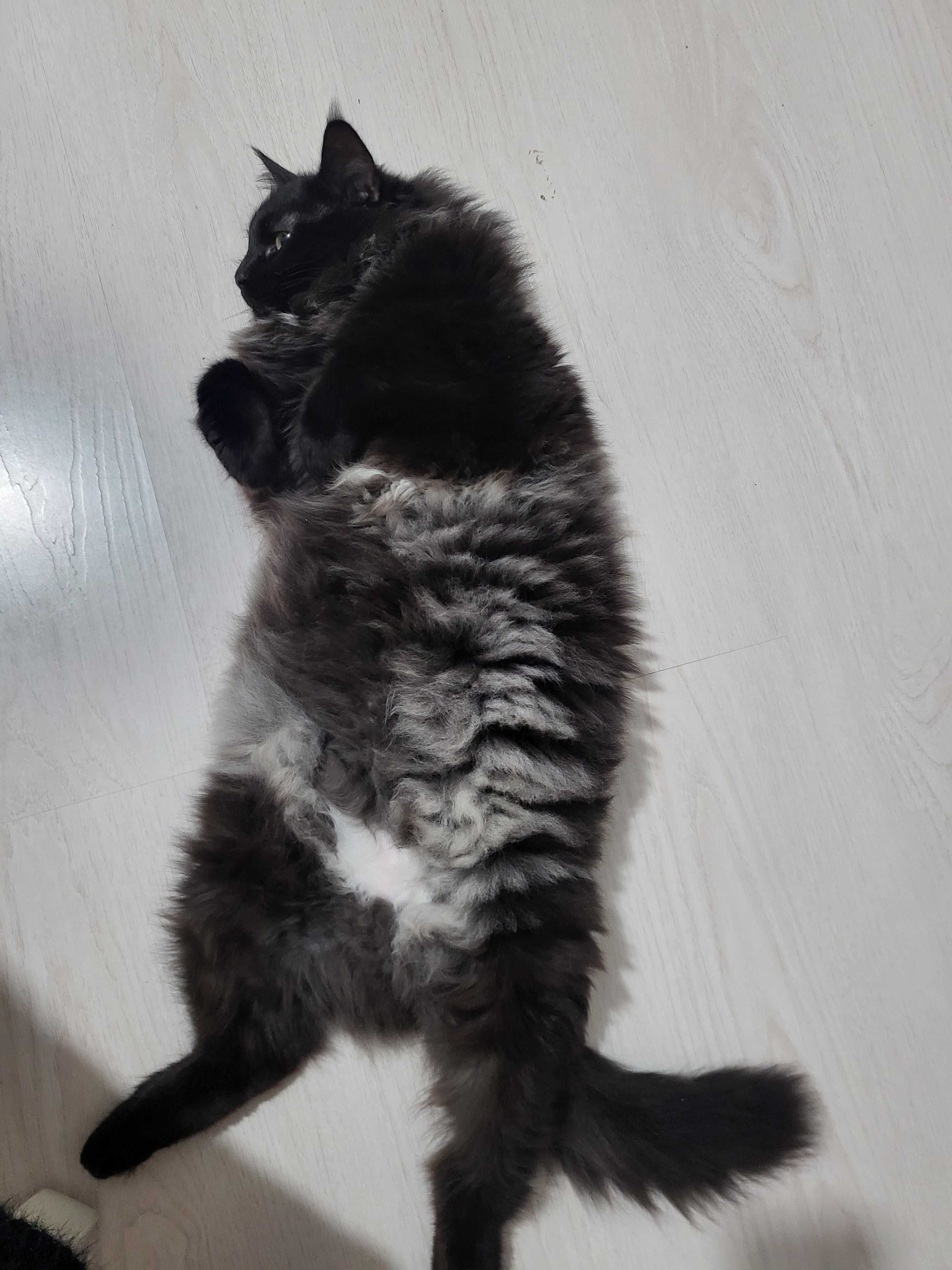 Кошка, сибирский тифани