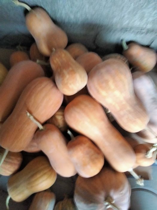 Тыква столовая.аскабак,