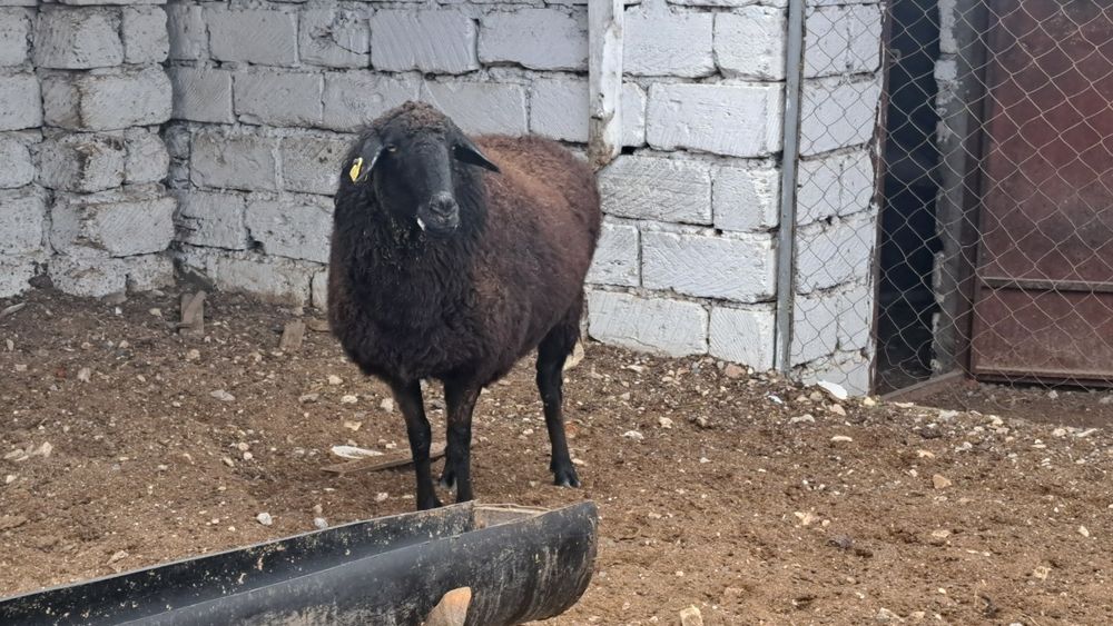 Семіз қой бар. Жемде тұрған