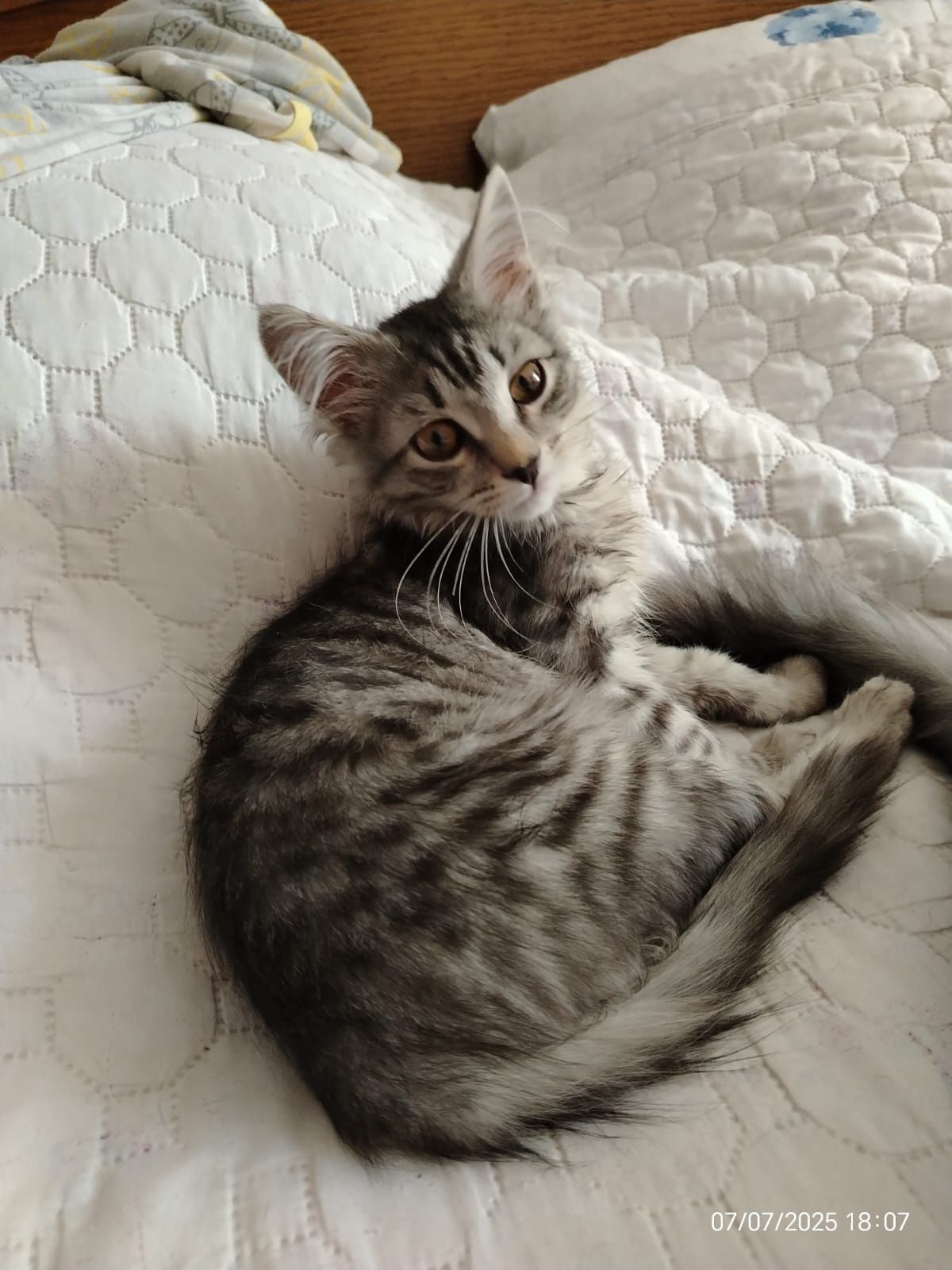 Котенок  девочка