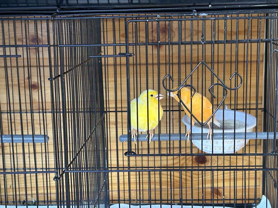 Канарейки молодые