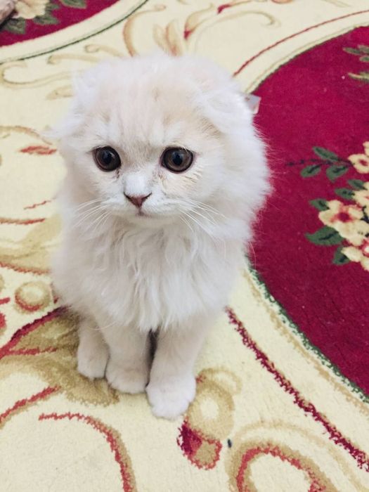 Ўргатилган уй мушуги сотилади. Нархи келишилган холда. Бухоро шахрида