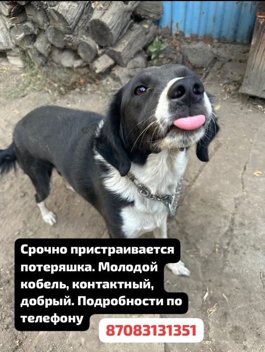 Пристраивается собакен