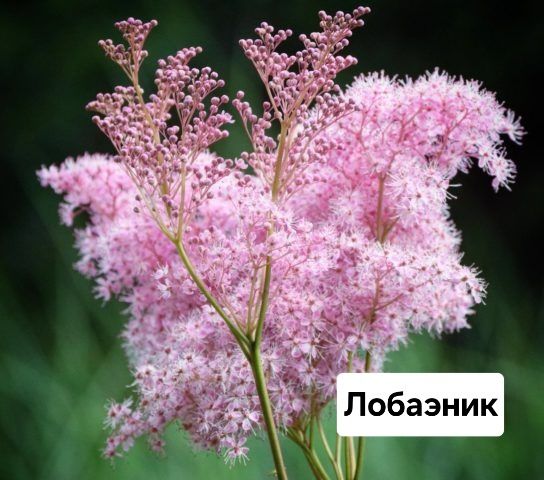 Продам цветы и кустарники для дачи и дома