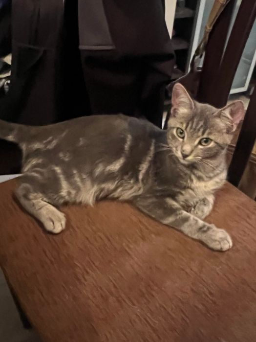 подаряват се котенца