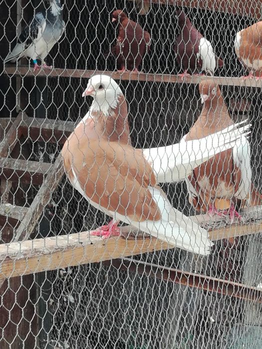 Огледални и белоглави белослатински гълъби продава