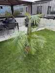 Palmier areca - 180cm