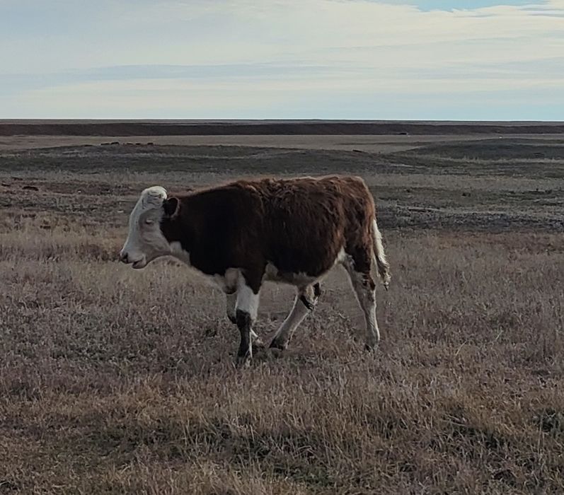 Продам бычка Февральски