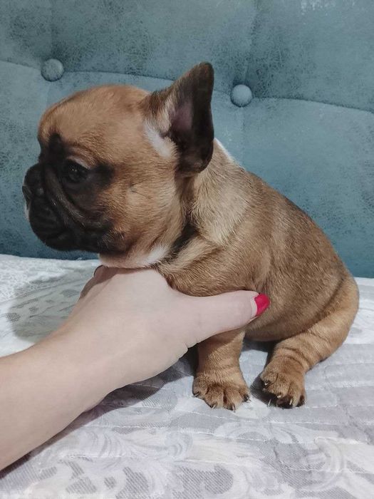 французский бульдог, алиментный щенок, окрас палевый, черная маска,
